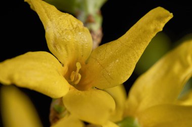 Sarı ağaç çiçekleri siyah arkaplanda yakın plan görüntüsü