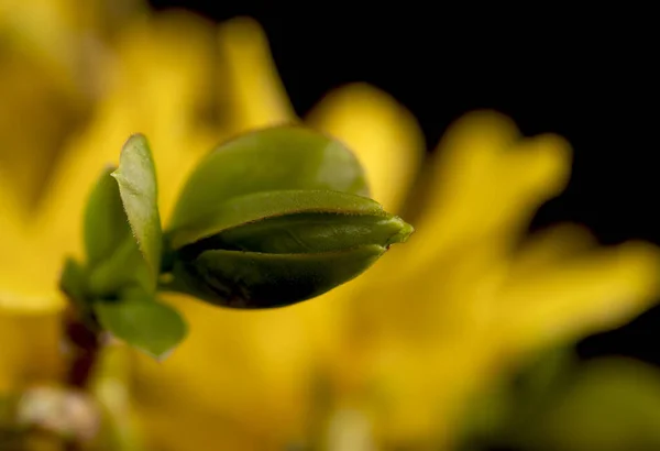 Yellow Tree Flowers Closeup View Black Background — Stock Photo, Image