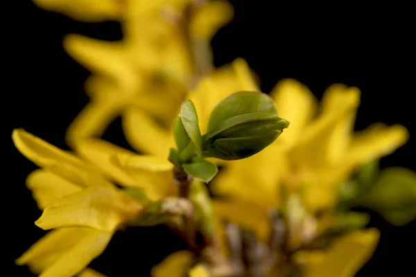 Flores Árbol Amarillo Vista Cerca Sobre Fondo Negro —  Fotos de Stock