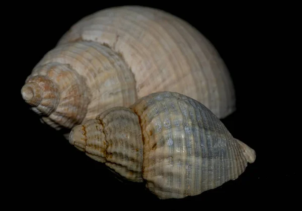 Seashell Πέτρινο Φόντο — Φωτογραφία Αρχείου