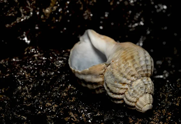 Seashell Kamenném Pozadí — Stock fotografie