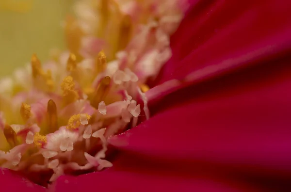 Весняні Квіти Пелюстка Макро — стокове фото