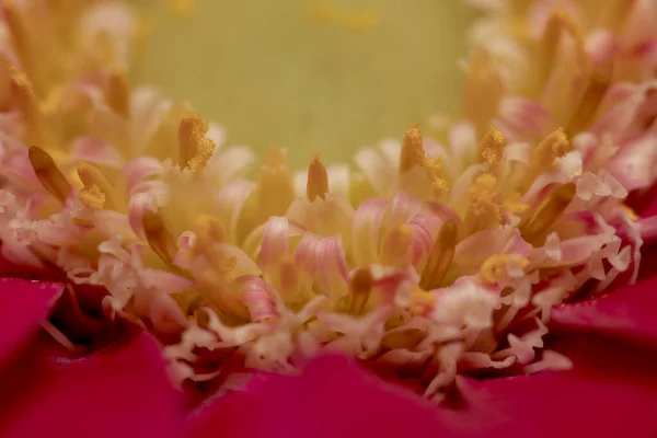 Весенний Цветочный Макрос — стоковое фото