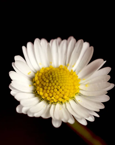 水滴的新鲜小雏菊 — 图库照片