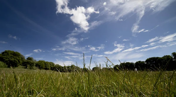 Woodland Słoneczny Letni Dzień — Zdjęcie stockowe