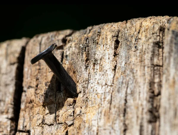 Chiodo Arrugginito Incastrato Nel Tronco Vecchio Albero — Foto Stock