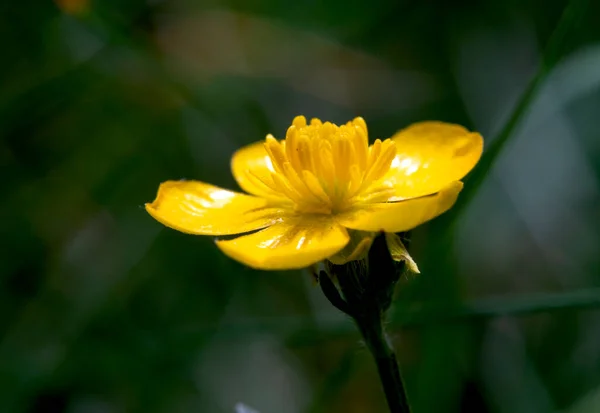 Flores Árbol Amarillo Vista Primer Plano Sobre Fondo Natural —  Fotos de Stock