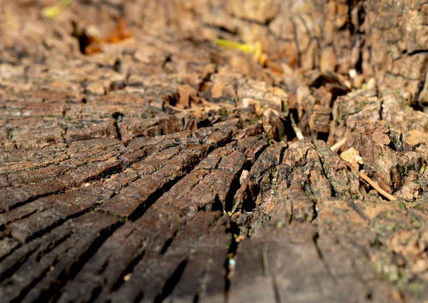 Vista Ravvicinata Del Tronco Del Vecchio Albero — Foto Stock