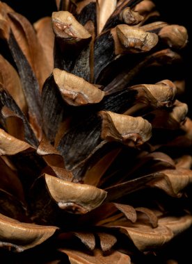 Çam kozalağı yakın plan, makro görünüm