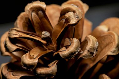 Çam kozalağı yakın plan, makro görünüm