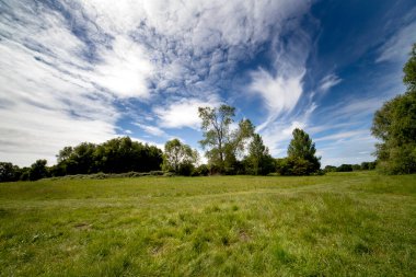 Güneşli yaz gününde çayır ve orman.