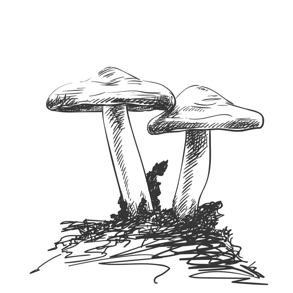 草绘的蘑菇图 — 图库矢量图片
