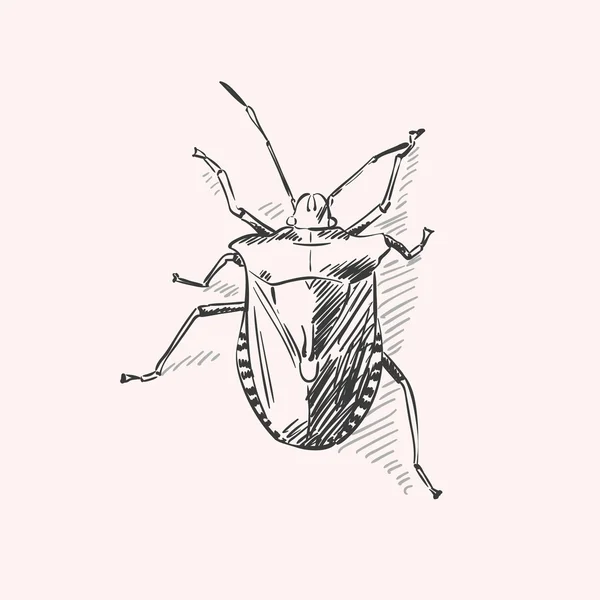 Esboço de ilustração de bug — Vetor de Stock