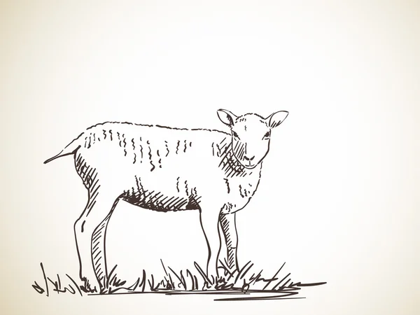 Schets van de schapen op de weide — Stockvector