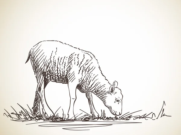 Schets van de schapen op de weide — Stockvector
