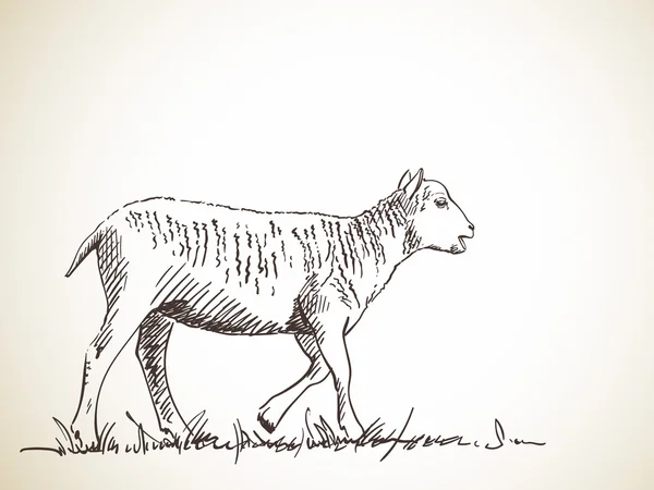 羊在草地上的草绘 — 图库矢量图片