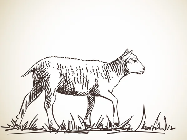 羊在草地上的草绘 — 图库矢量图片