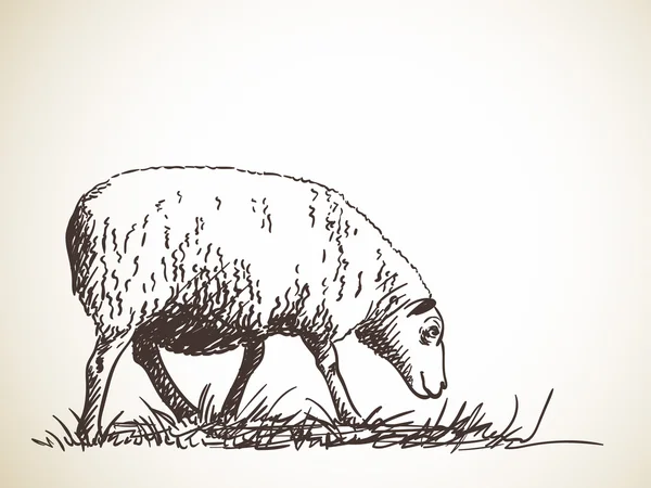 Рисунок овец на лугу — стоковый вектор