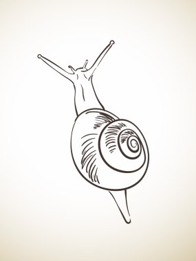 hand-drawn sketch of snail clipart