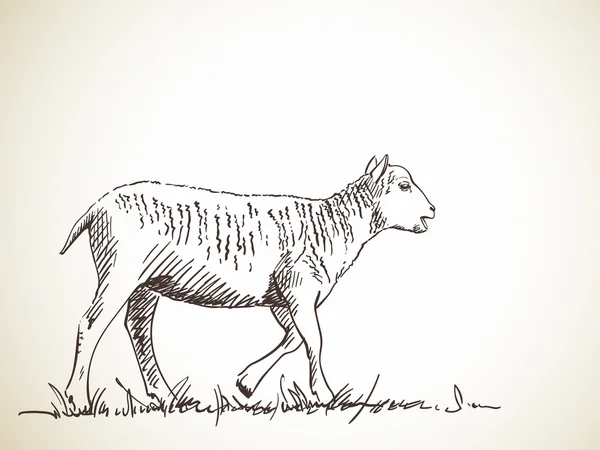 Hand-drawn sketch of sheep — Stockový vektor