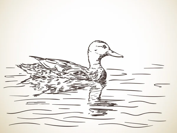 Boceto de pato dibujado a mano — Archivo Imágenes Vectoriales