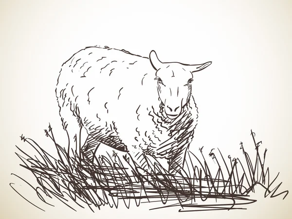 Hand-drawn sketch of sheep — Stockový vektor