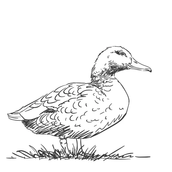 Boceto de pato dibujado a mano — Archivo Imágenes Vectoriales