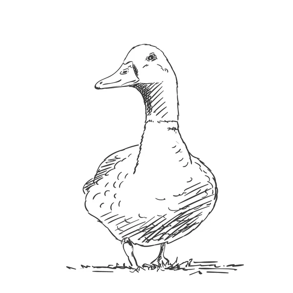 Hand-drawn duck sketch — Stock Vector