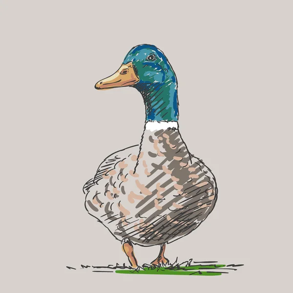 Boceto de pato dibujado a mano — Vector de stock