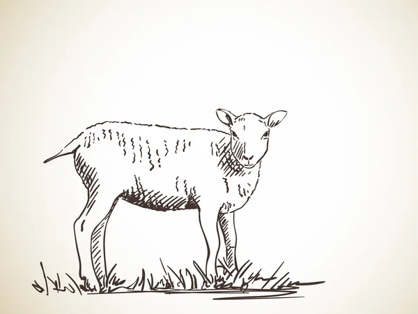 Hand-drawn sketch of sheep — Stock Vector