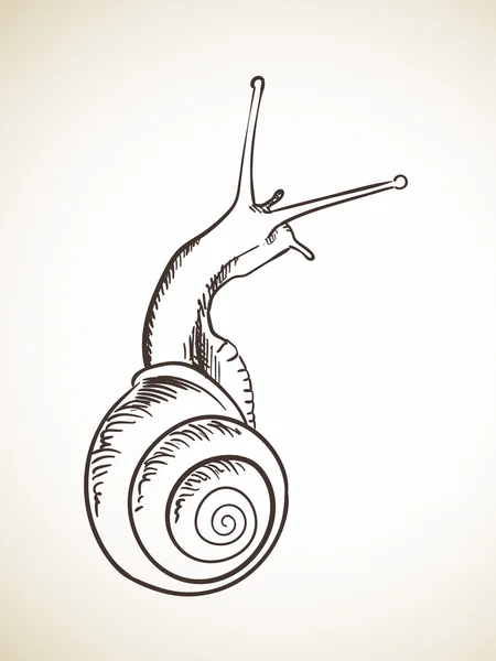 Boceto dibujado a mano de caracol — Archivo Imágenes Vectoriales
