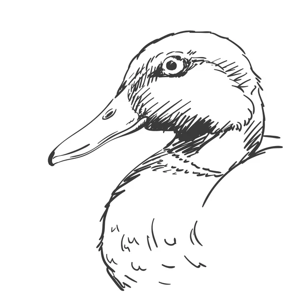 Hand-drawn duck sketch — ストックベクタ