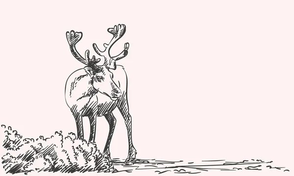 Boceto dibujado a mano de renos — Vector de stock