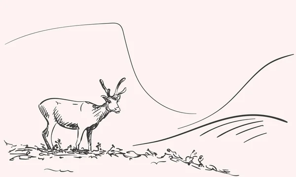 Hand-drawn sketch of reindeer — Stockový vektor