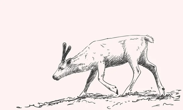 Hand-drawn sketch of reindeer — Stockový vektor