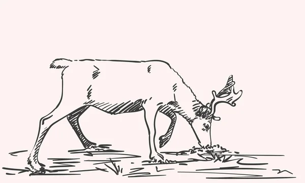 Boceto dibujado a mano de renos — Vector de stock