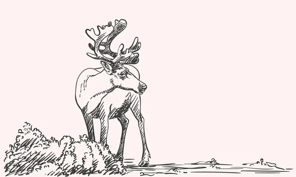 Hand-drawn sketch of reindeer — Stockový vektor