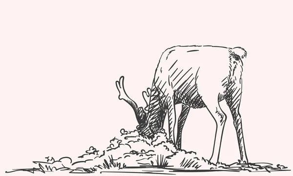 Boceto dibujado a mano de renos — Archivo Imágenes Vectoriales