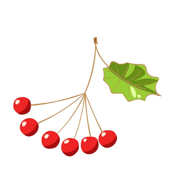 Red rowan berries — Stock Vector