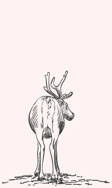 Hand-drawn sketch of reindeer — Stockový vektor