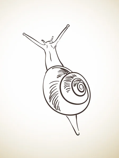 Boceto dibujado a mano de caracol — Archivo Imágenes Vectoriales