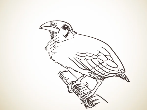 Sketch of Myna bird — Stock vektor