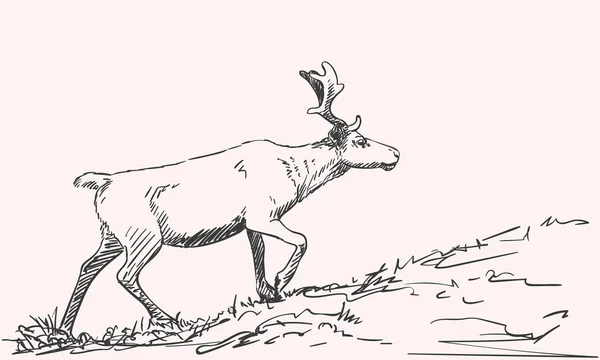 手绘草绘的驯鹿 — 图库矢量图片