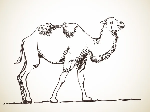 Skizze eines Kamels mit zwei Höckern — Stockvektor