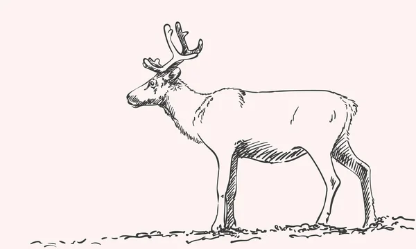 手绘草绘的驯鹿 — 图库矢量图片