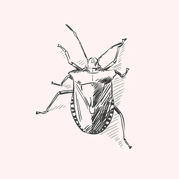 Schizzo disegnato a mano di bug — Vettoriale Stock