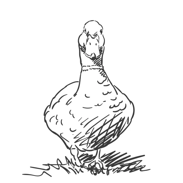 Hand-drawn duck sketch — ストックベクタ