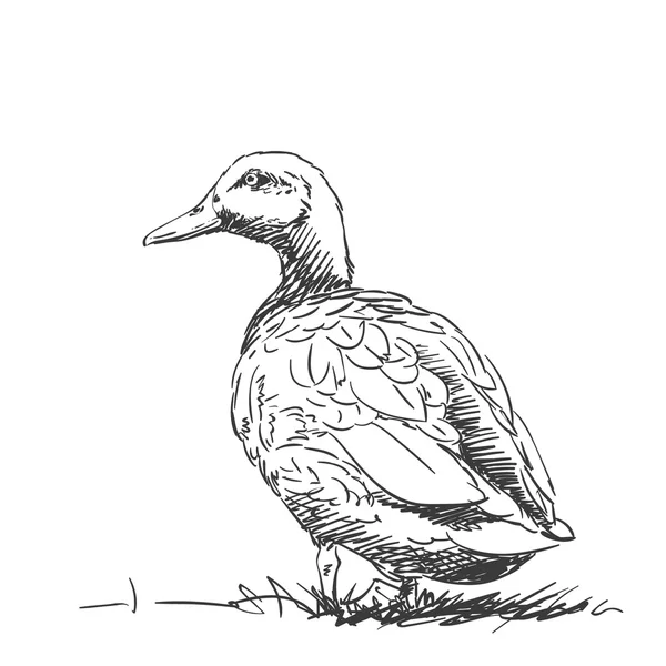 Hand-drawn duck sketch — ストックベクタ