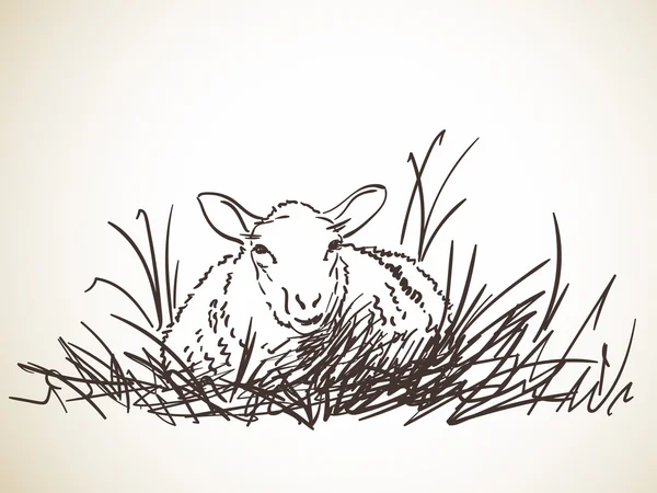 Hand-drawn sketch of sheep — Stockový vektor