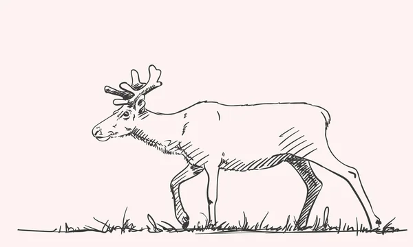 Hand-drawn sketch of reindeer — Stockový vektor